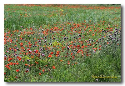 Coquelicots Multicouleurs