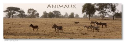 29-Henri LIMOUSIN 04-Animaux_01