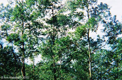 Trees