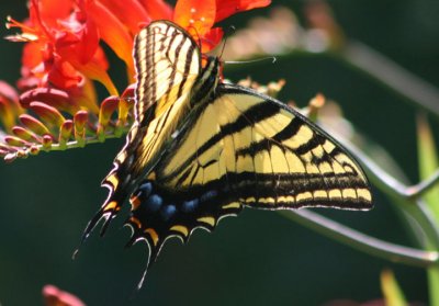 Papilio multicaudata; Two-tailed Swallowtail