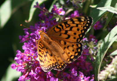 Speyeria edwardsii; Edwards's Fritillary