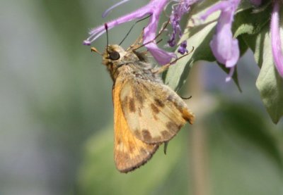 Lon taxiles; Taxiles Skipper