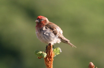 Cassin's Finch; male