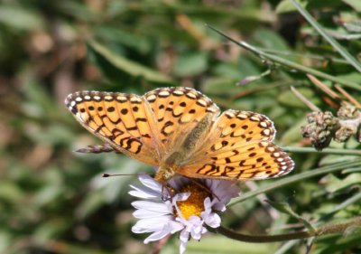 Speyeria mormonia; Mormon Fritillary