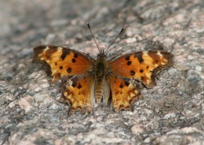 Polygonia gracilis; Hoary Comma