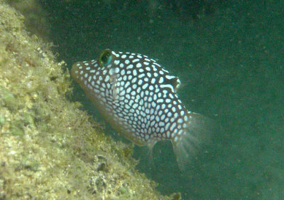 Hawaiian Whitespotted Toby; endemic