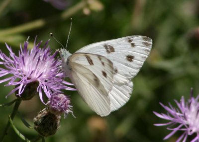 Pontia protodice; Checkered White; male