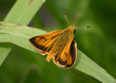 Anatrytone logan; Delaware Skipper; male