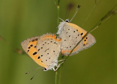 Lycaena phlaeas; American Coppers; mating