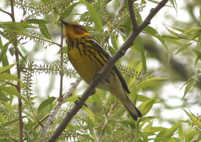 Cape May Warbler; male