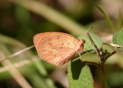 Eurema daira; Barred Yellow; winter form