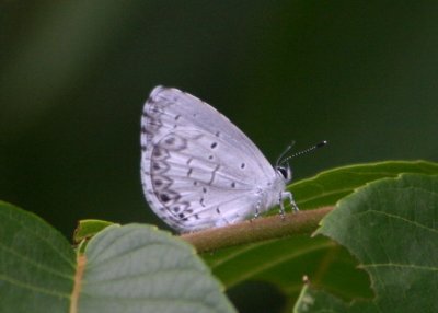 Celastrina neglecta; Summer Azure