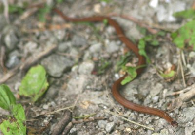 Redbelly Snake
