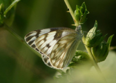 Pontia protodice; Checkered White; female