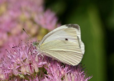 Pieris rapae; Cabbage Butterfly; exotic