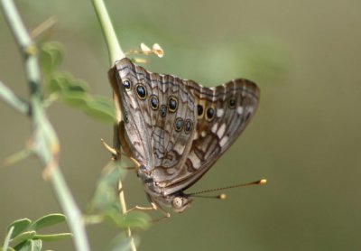 Asterocampa leilia; Empress Leilia