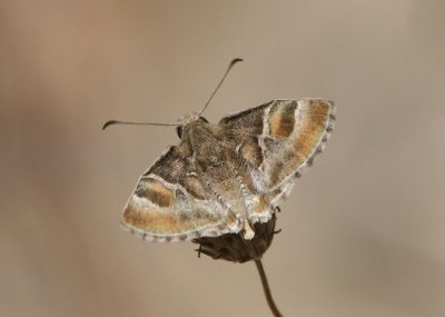 Systasea zampa; Arizona Powdered-Skipper