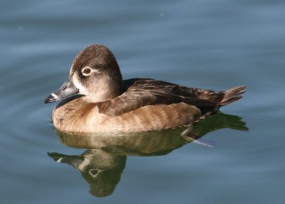 Ring-necked Duck; female