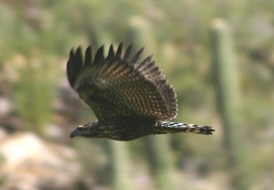 Common Black-Hawk; juvenile