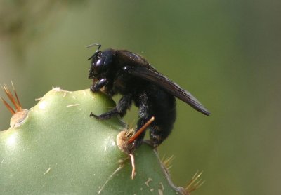 Xylocopa varipuncta; Valley Carpenter Bee; female