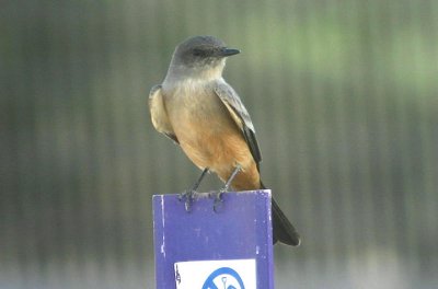 Say's Phoebe