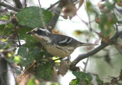 Black-throated Gray Warbler; immature female