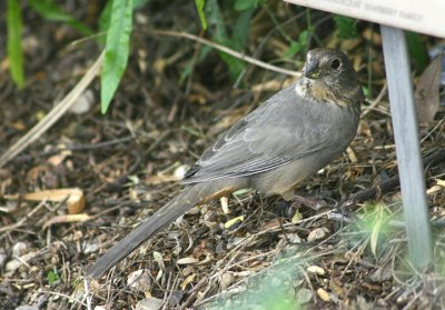 Canyon Towhee