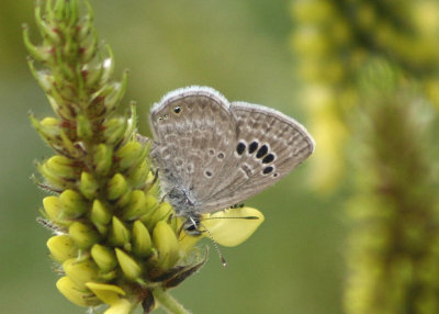 Echinargus isola; Reakirt's Blue; male