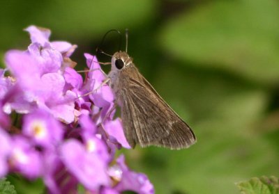 Amblyscirtes texanae; Texas Roadside-Skipper