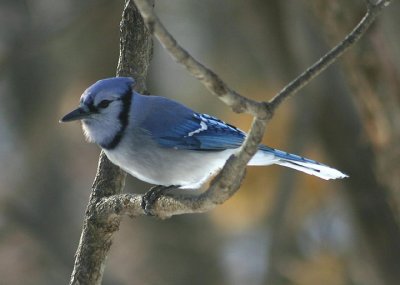 Blue Jay