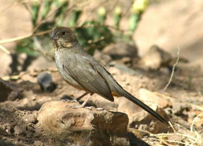 Canyon Towhee