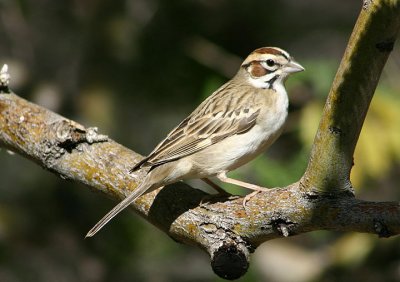 Lark Sparrow