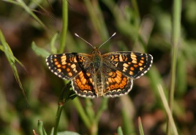 Phyciodes pulchella; Field Crescent