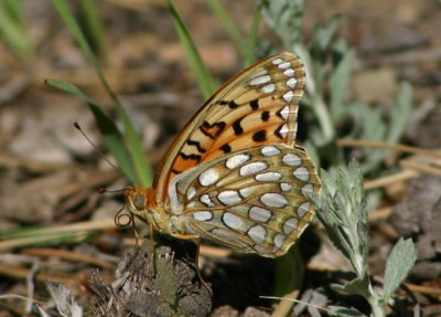 Speyeria edwardsii; Edwards's Fritillary