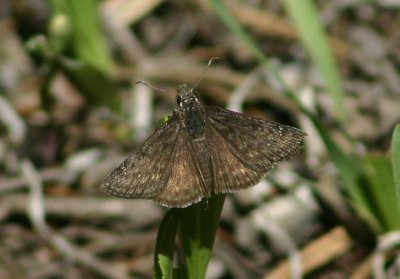 Erynnis afranius; Afranius Duskywing