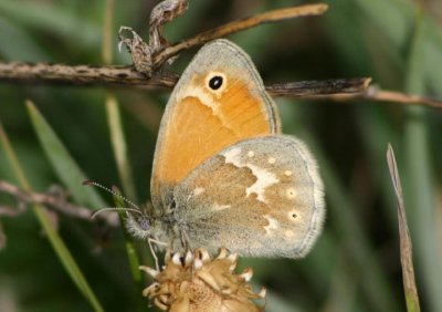 Coenonympha tullia ochracea; Ochre Ringlet