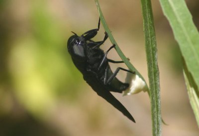 Tabanus atratus; Black Horse Fly; female
