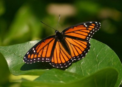 Limenitis archippus archippus; Viceroy