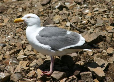 Western Gull; breeding
