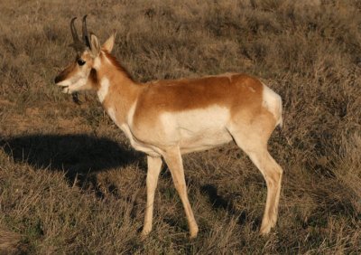 Pronghorn buck