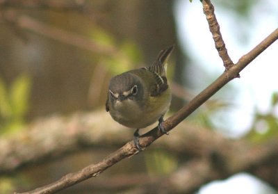 Blue-headed Vireo