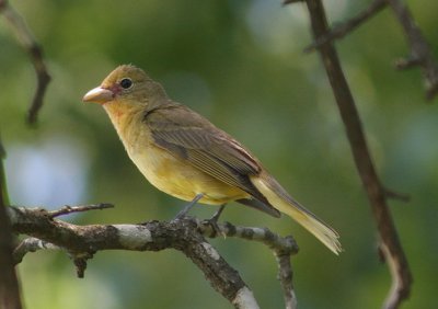Summer Tanager; female