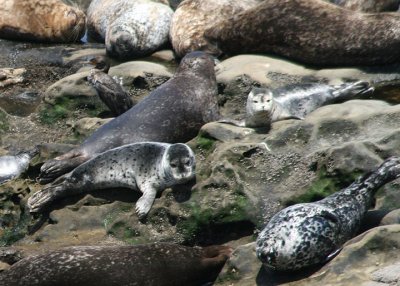 Harbor Seals