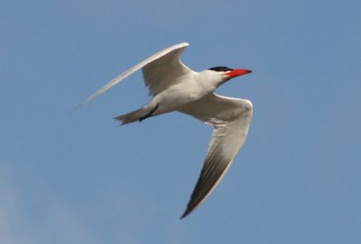 Caspian Tern; breeding