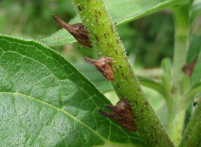 Campylenchia latipes; Widefooted Treehoppers