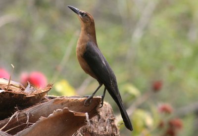 Great-tailed Grackle; female
