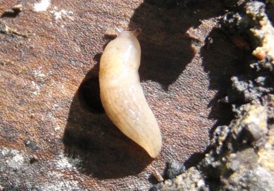 Deroceras reticulatum; Gray Field Slug; exotic