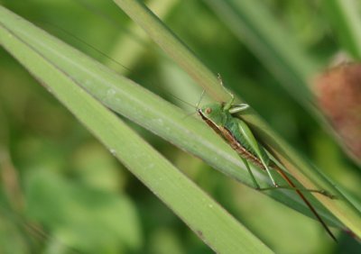 Conocephalus strictus; Straight-lanced Meadow Katydid; female