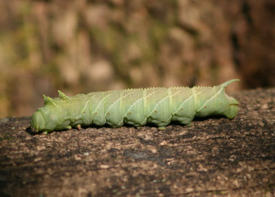 7786 - Ceratomia amyntor; Elm Sphinx caterpillar