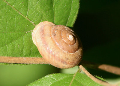 Allogona profunda; Broad-banded Forest Snail